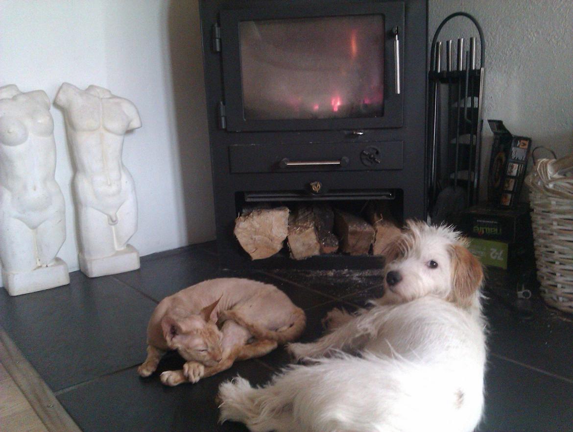 Devon Rex Simba billede 14