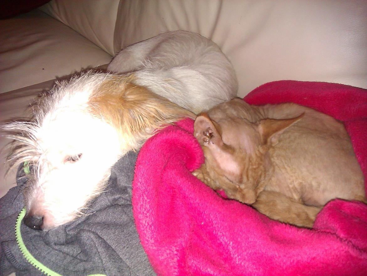 Devon Rex Simba billede 15