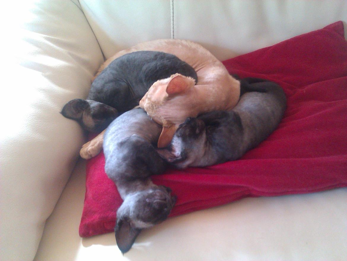 Devon Rex Simba - Jeg er en go´far. Her er mine unger og jeg billede 16