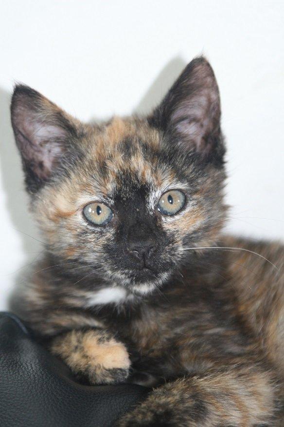 Huskat Karma billede 2