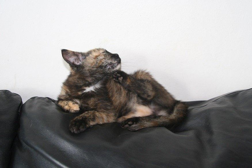 Huskat Karma billede 3