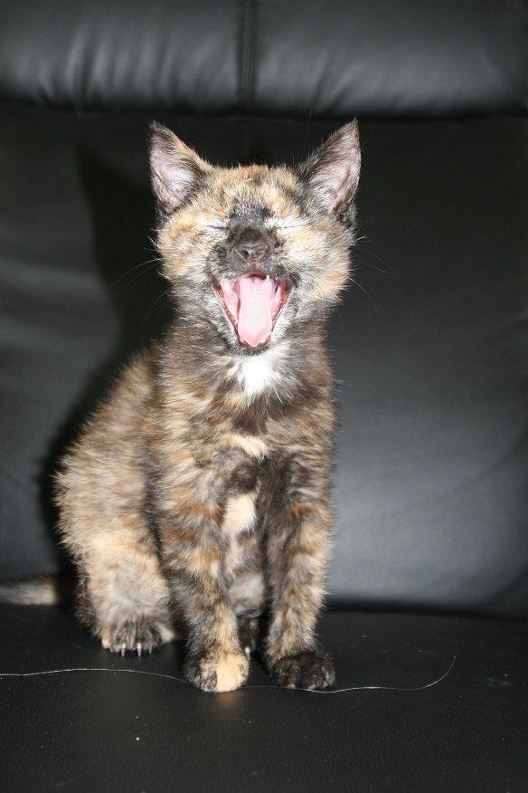 Huskat Karma billede 4