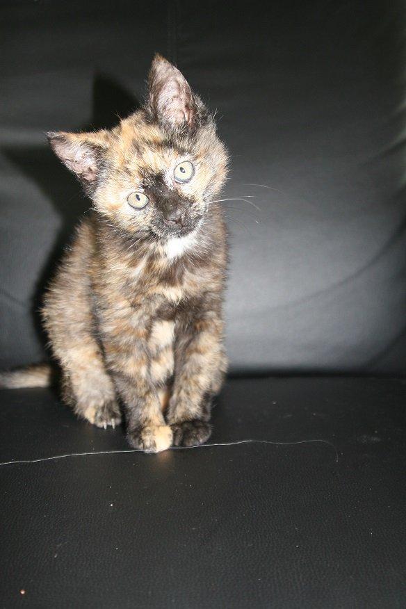 Huskat Karma billede 5