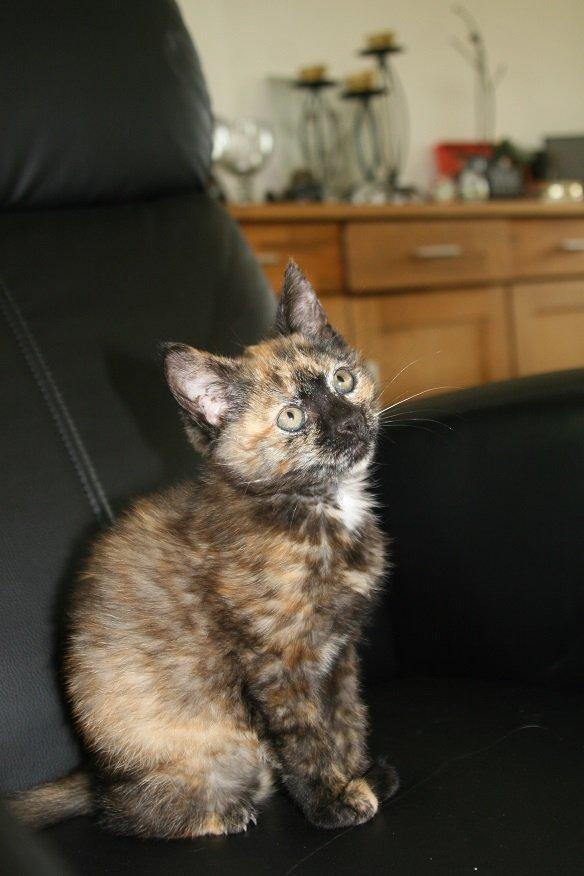 Huskat Karma billede 6