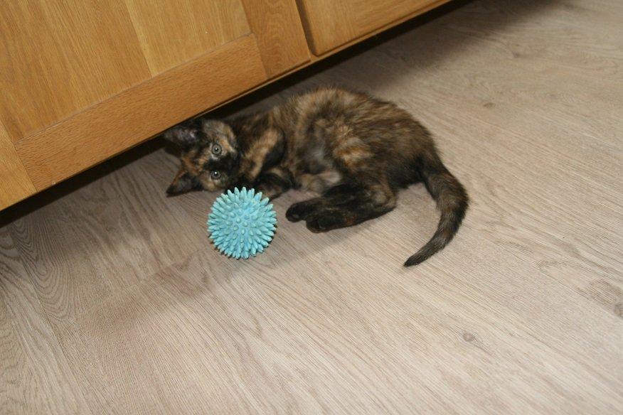 Huskat Karma billede 7