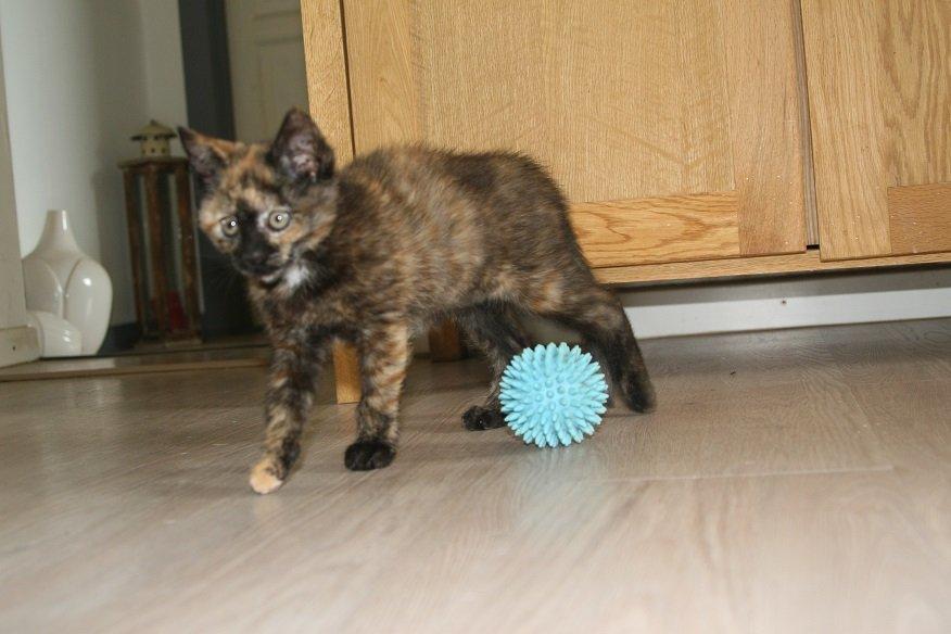 Huskat Karma billede 8