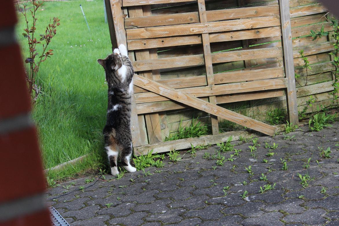 Manx ~ Frida AkA. Mis - Nueh:-* Sommer 2013. billede 13