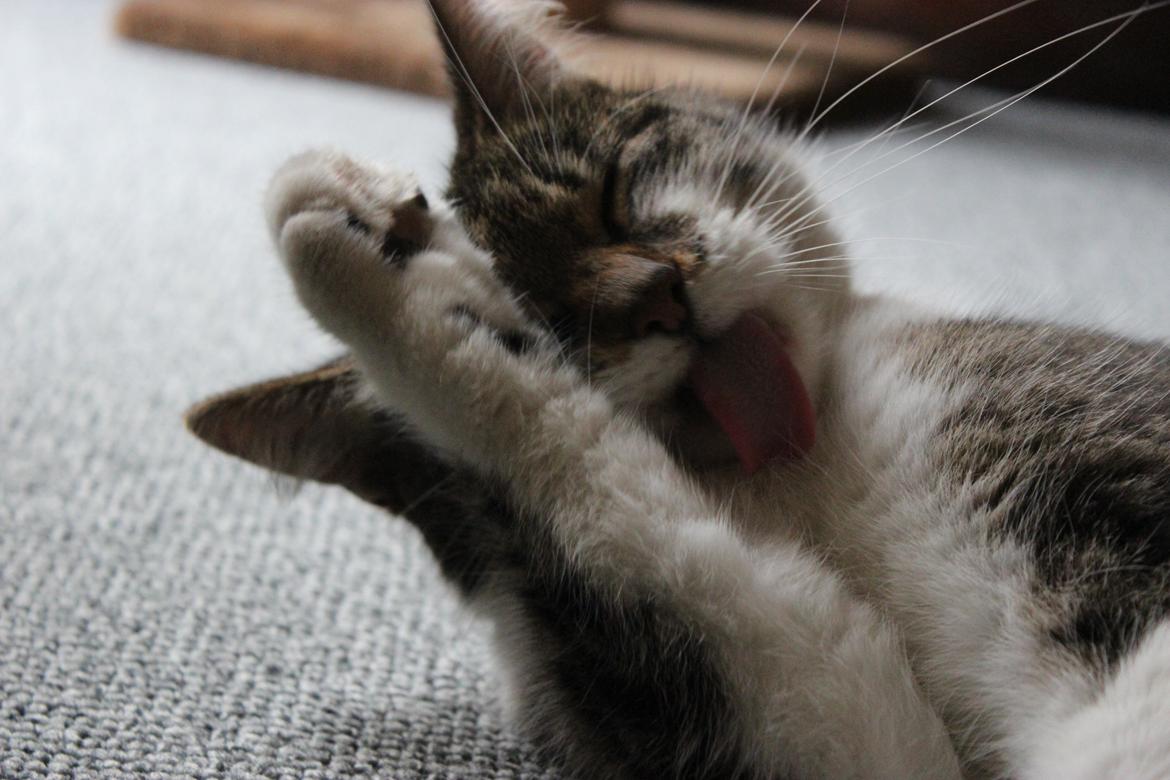 Manx ~ Frida AkA. Mis - Hahahaha! ♥.
Efterår 2013. billede 7