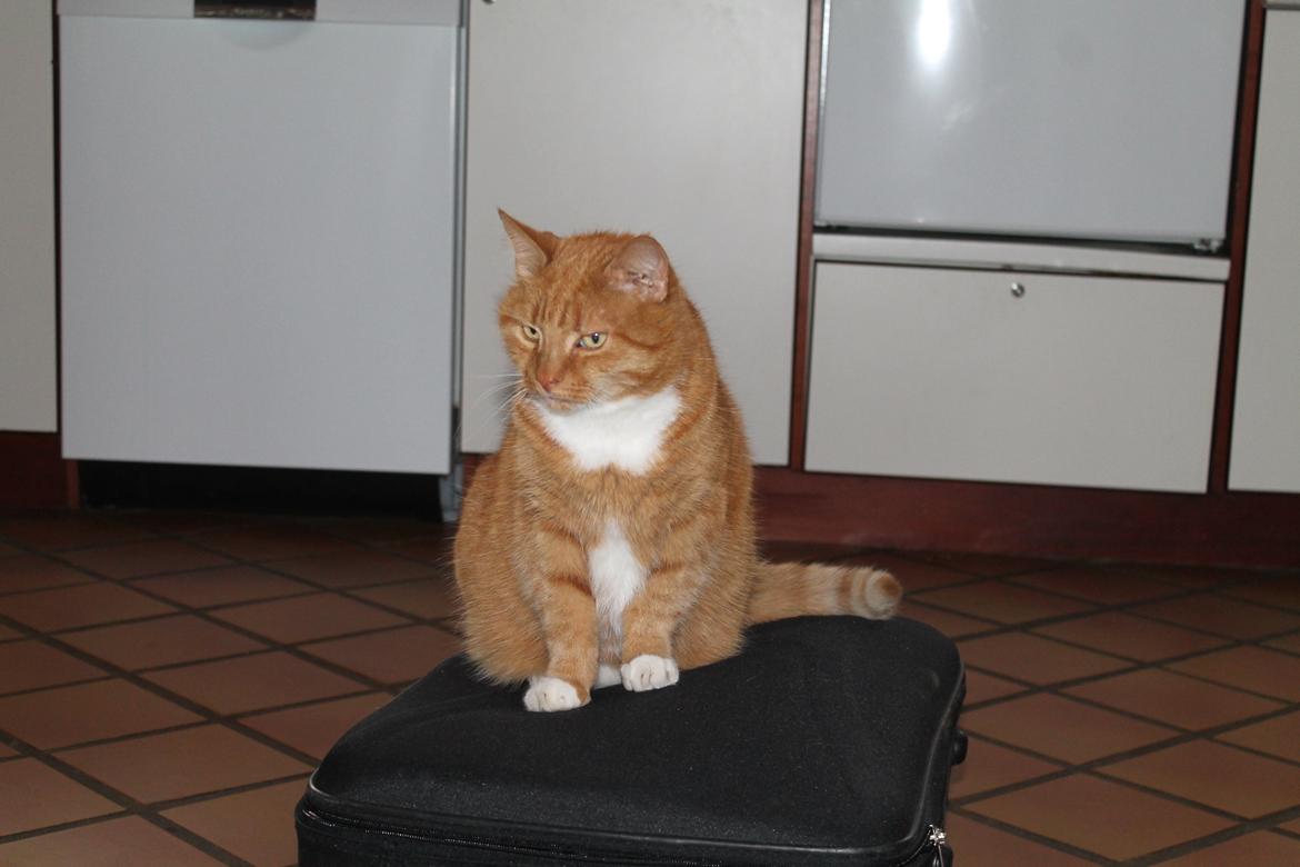 Huskat Mullerbjørn.. {min engel:* - muller vil ikke have jeg tager afsted til KBH en uge :') <3 billede 13