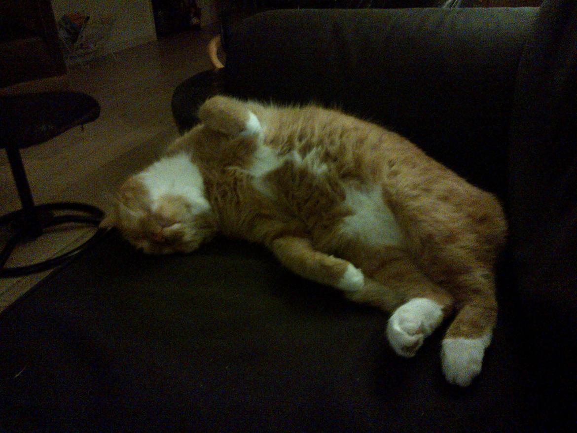 Huskat Mullerbjørn.. {min engel:* - sådan sove min kat :p <3 billede 15