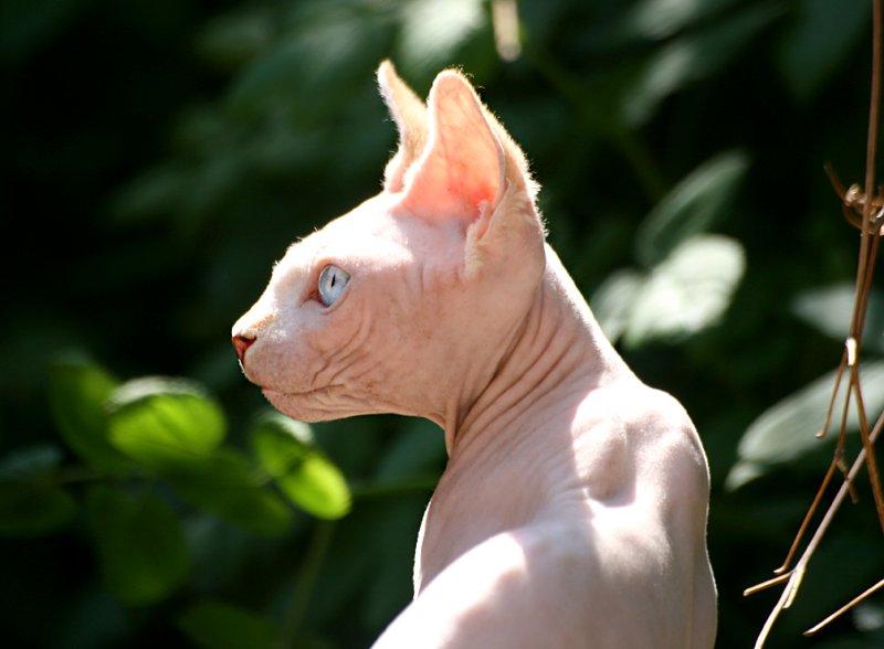 Sphynx Magnus Anat Her*PL - "Gustav" - Gustav *18/5-13* billede 24