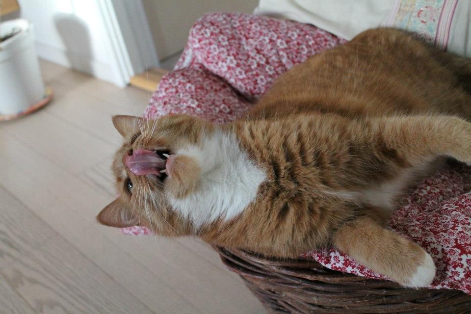 Huskat Mullerbjørn.. {min engel:* - hahahahhha xD billede 17