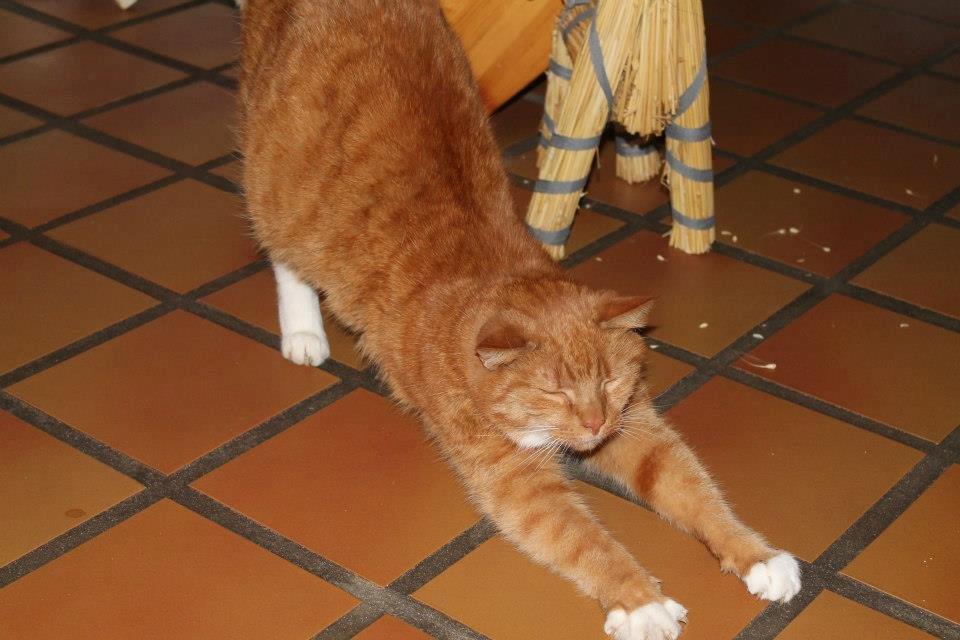 Huskat Mullerbjørn.. {min engel:* - aghhh! billede 19