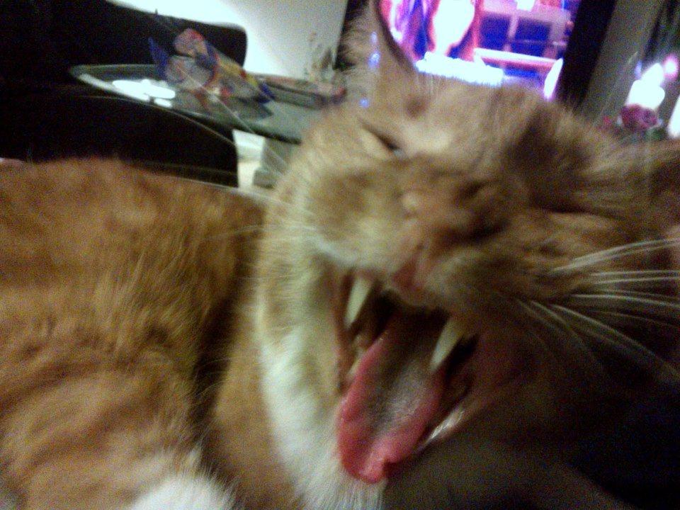 Huskat Mullerbjørn.. {min engel:* - xp billede 20