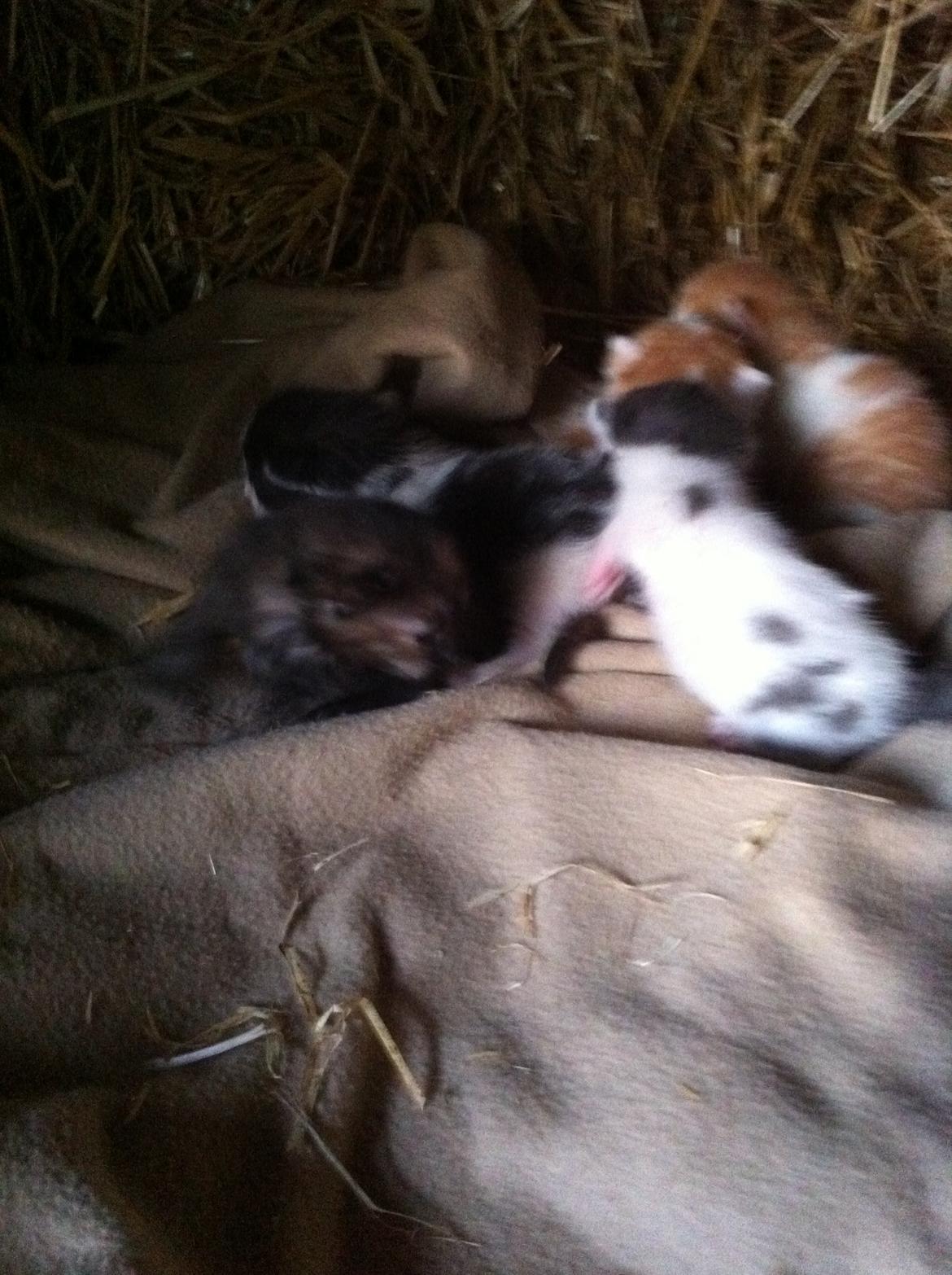 Huskat Chetty Chitty Chip Chap The Lux<3 - Chetty og søskende<3 billede 7