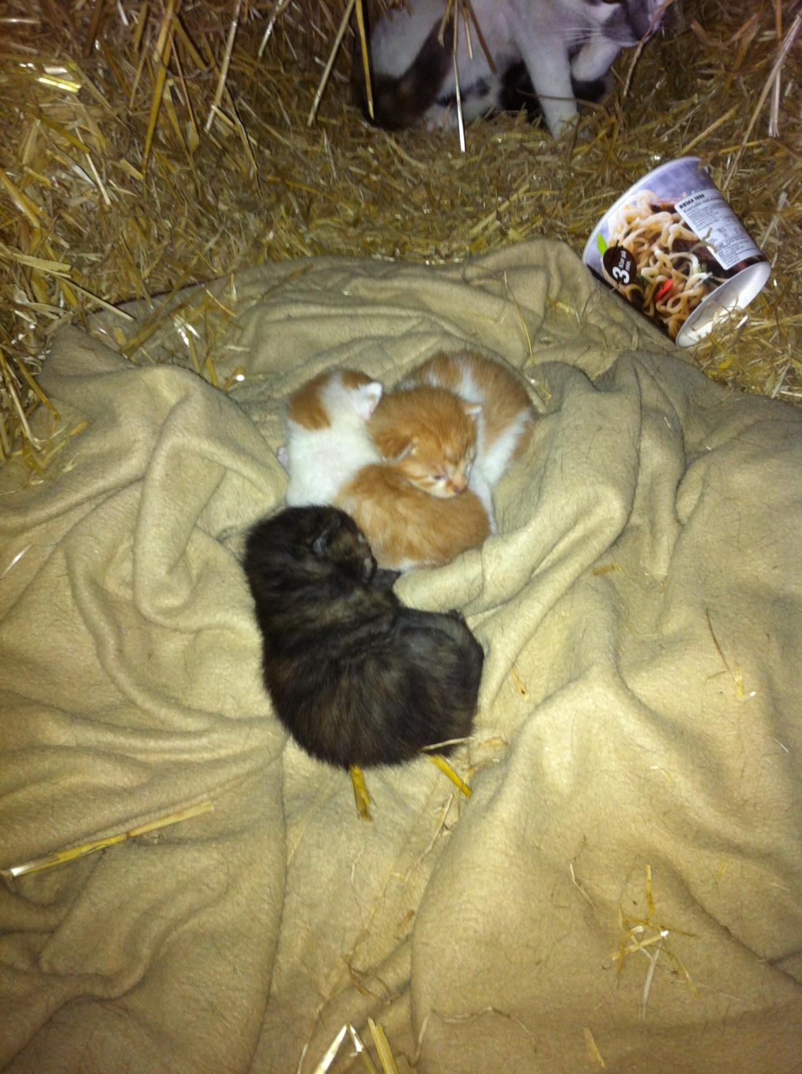 Huskat Chetty Chitty Chip Chap The Lux<3 - Chetty og søskende<3 billede 8