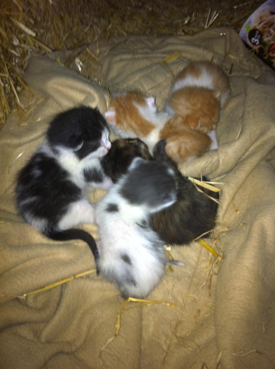 Huskat Chetty Chitty Chip Chap The Lux<3 - Chetty og søskende<3 billede 9