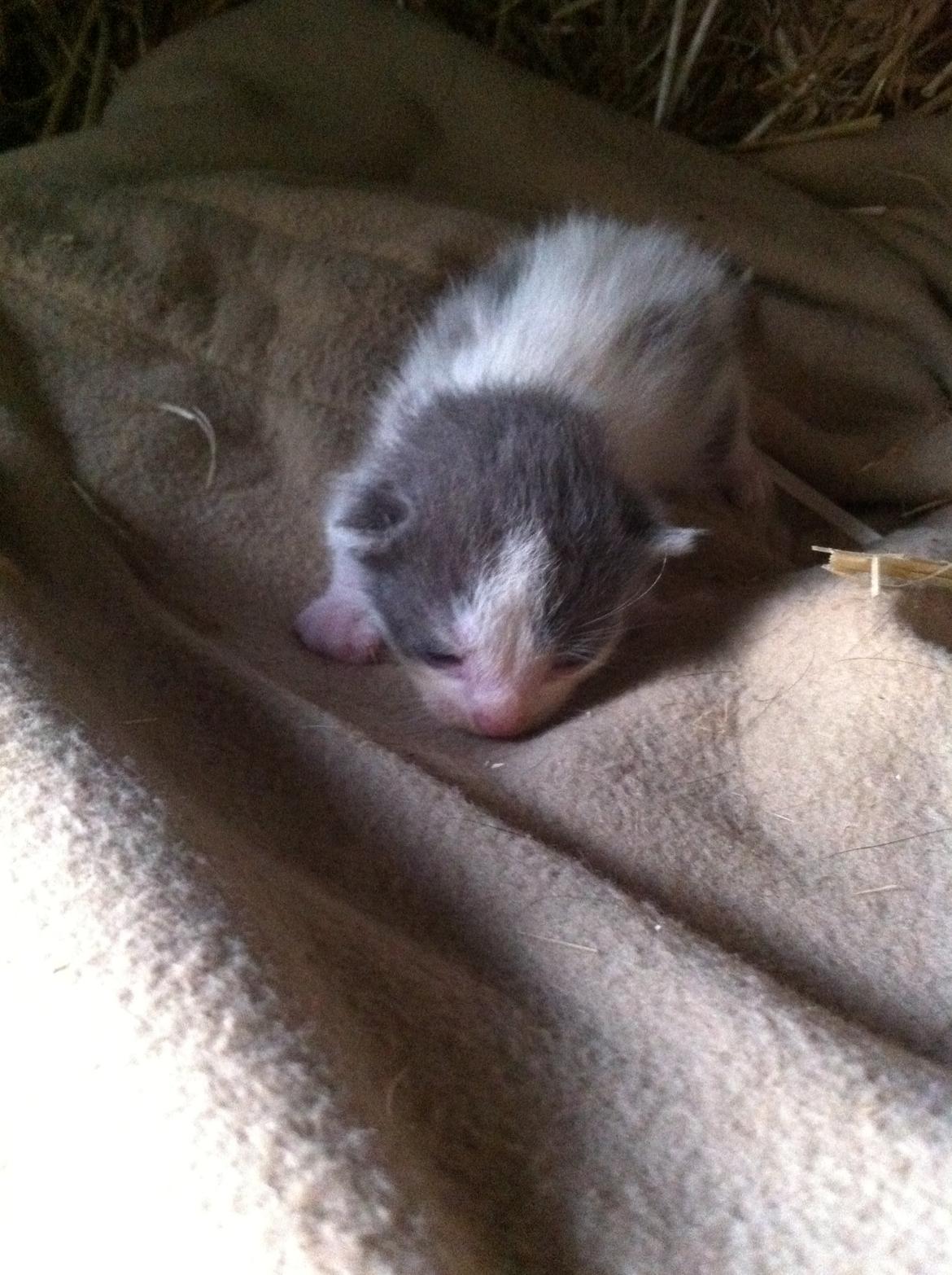 Huskat Chetty Chitty Chip Chap The Lux<3 - Chetty<3 billede 1