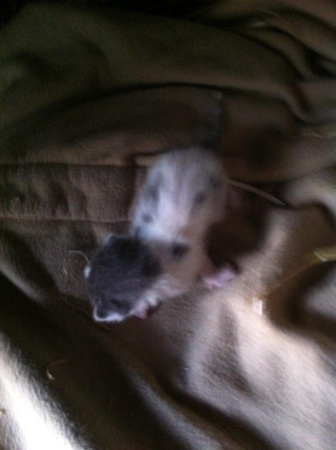 Huskat Chetty Chitty Chip Chap The Lux<3 - Chetty<3 billede 3