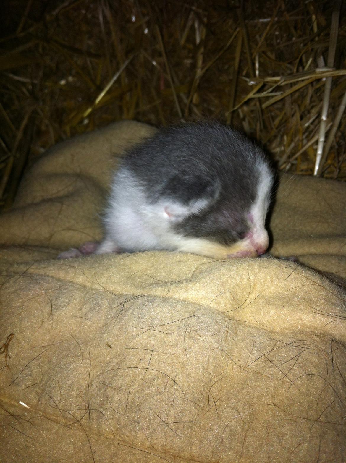 Huskat Chetty Chitty Chip Chap The Lux<3 - Chetty<3 billede 2