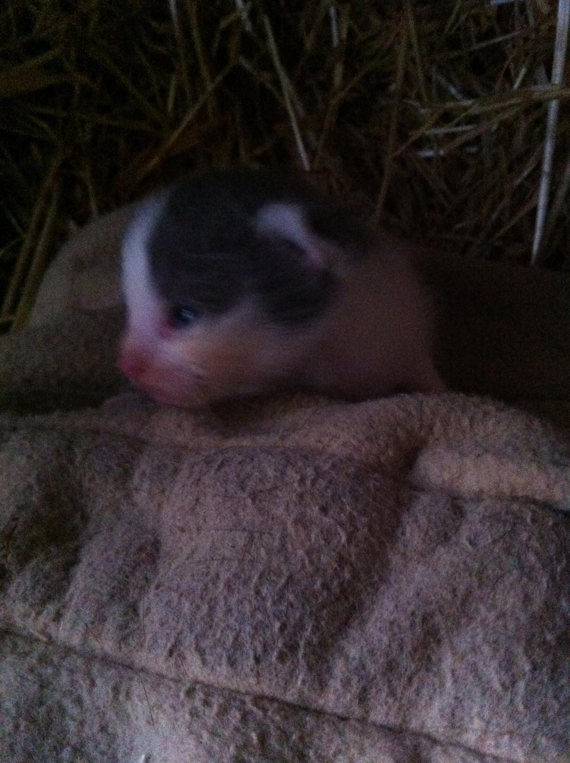 Huskat Chetty Chitty Chip Chap The Lux<3 - Chetty<3 billede 4