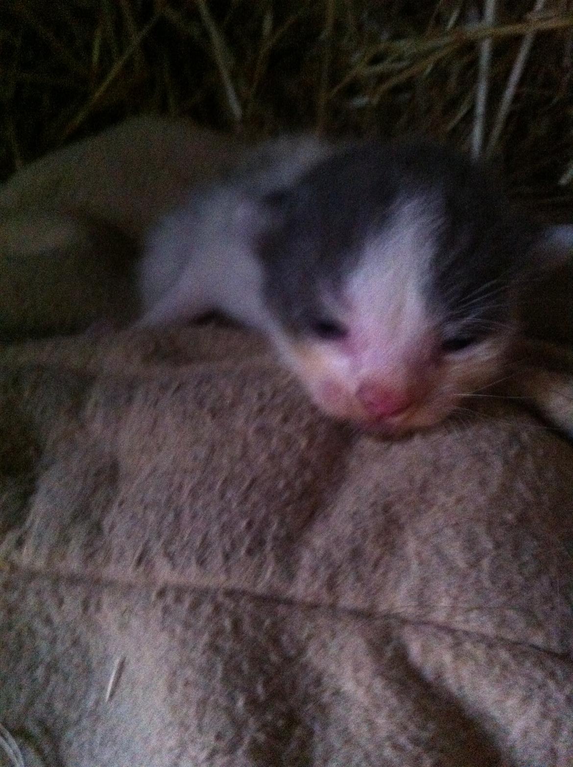 Huskat Chetty Chitty Chip Chap The Lux<3 - Chetty<3 billede 5