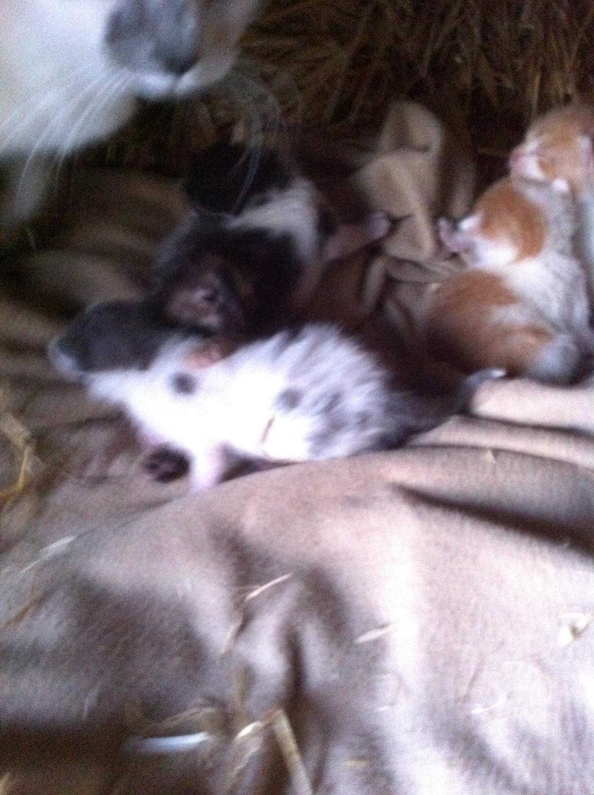 Huskat Chetty Chitty Chip Chap The Lux<3 - Chetty og søskende<3 billede 10