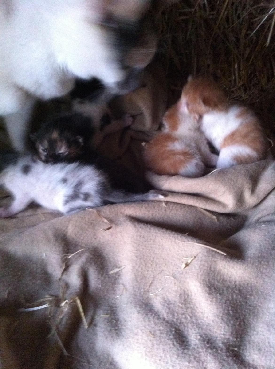 Huskat Chetty Chitty Chip Chap The Lux<3 - Chetty og søskende<3 billede 11