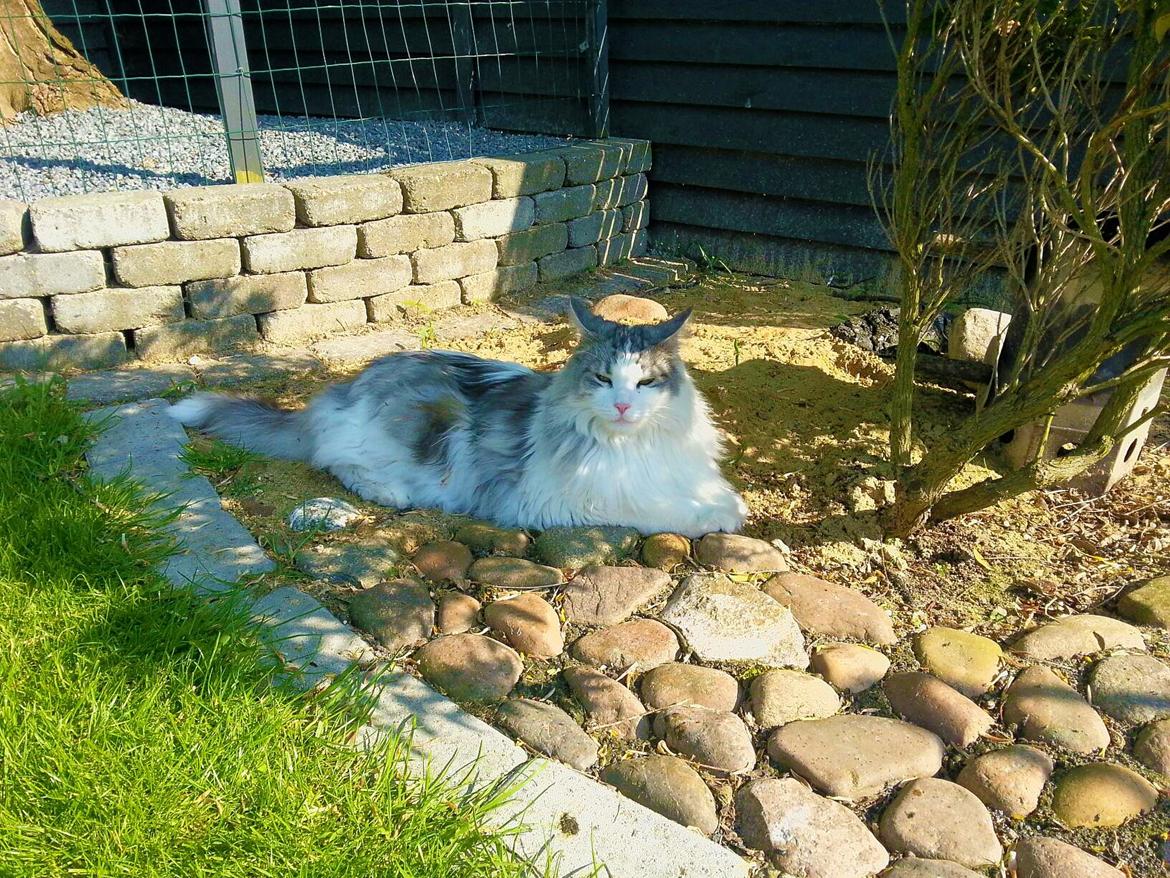 Maine Coon ozzie billede 2