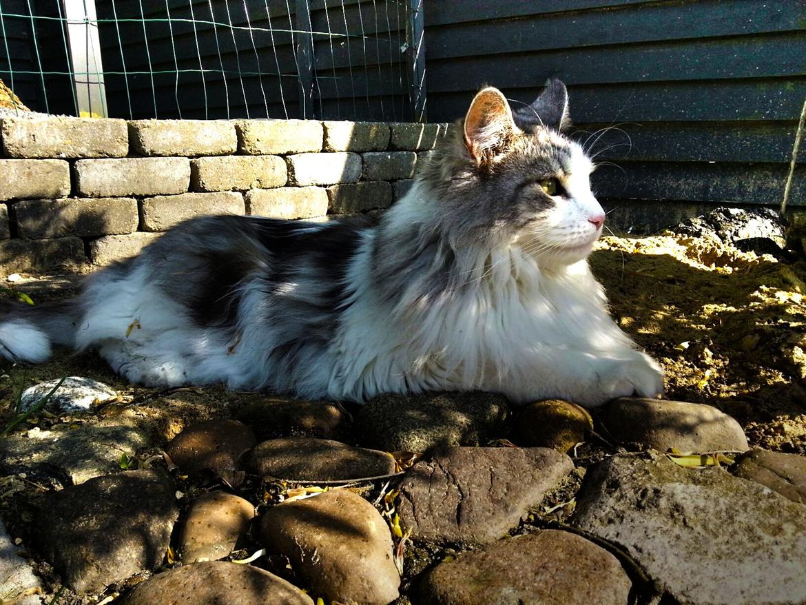Maine Coon ozzie billede 1