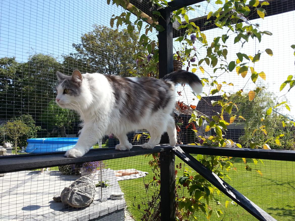 Maine Coon ozzie billede 4