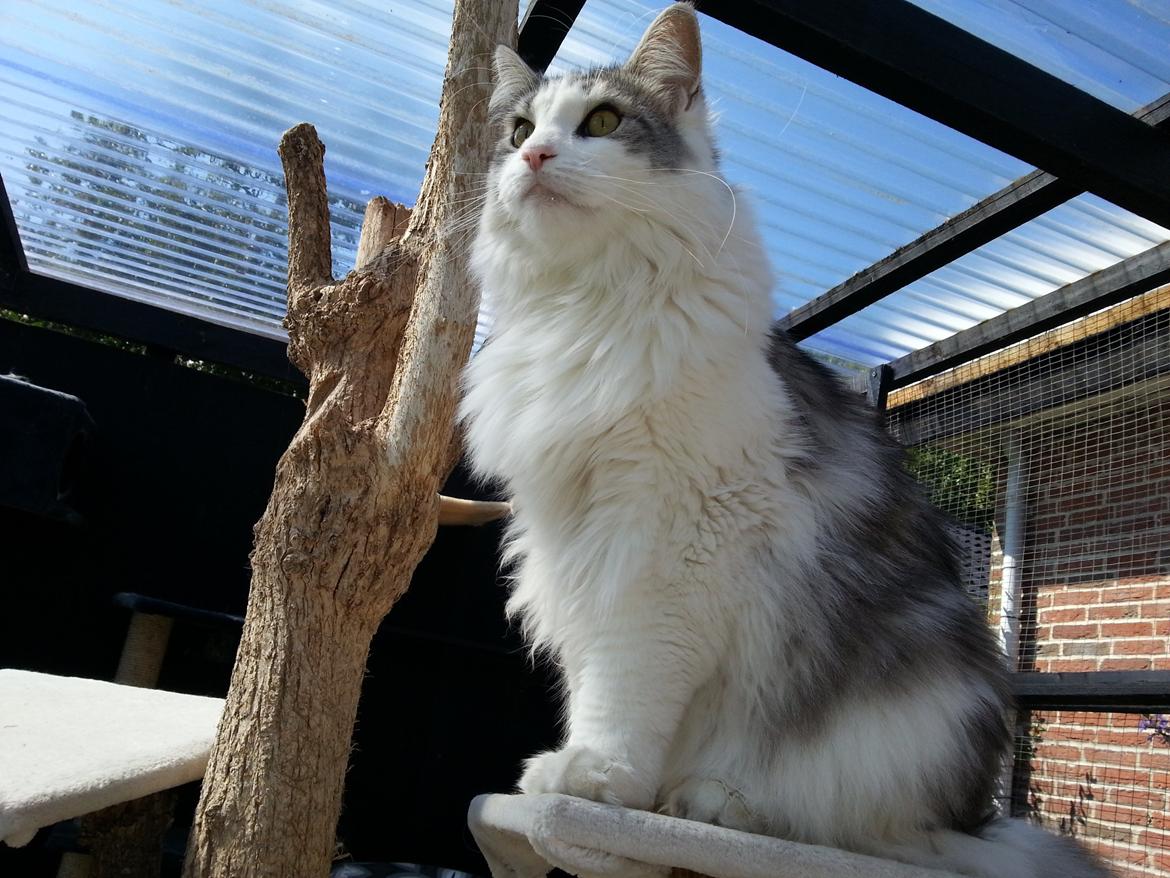 Maine Coon ozzie billede 6