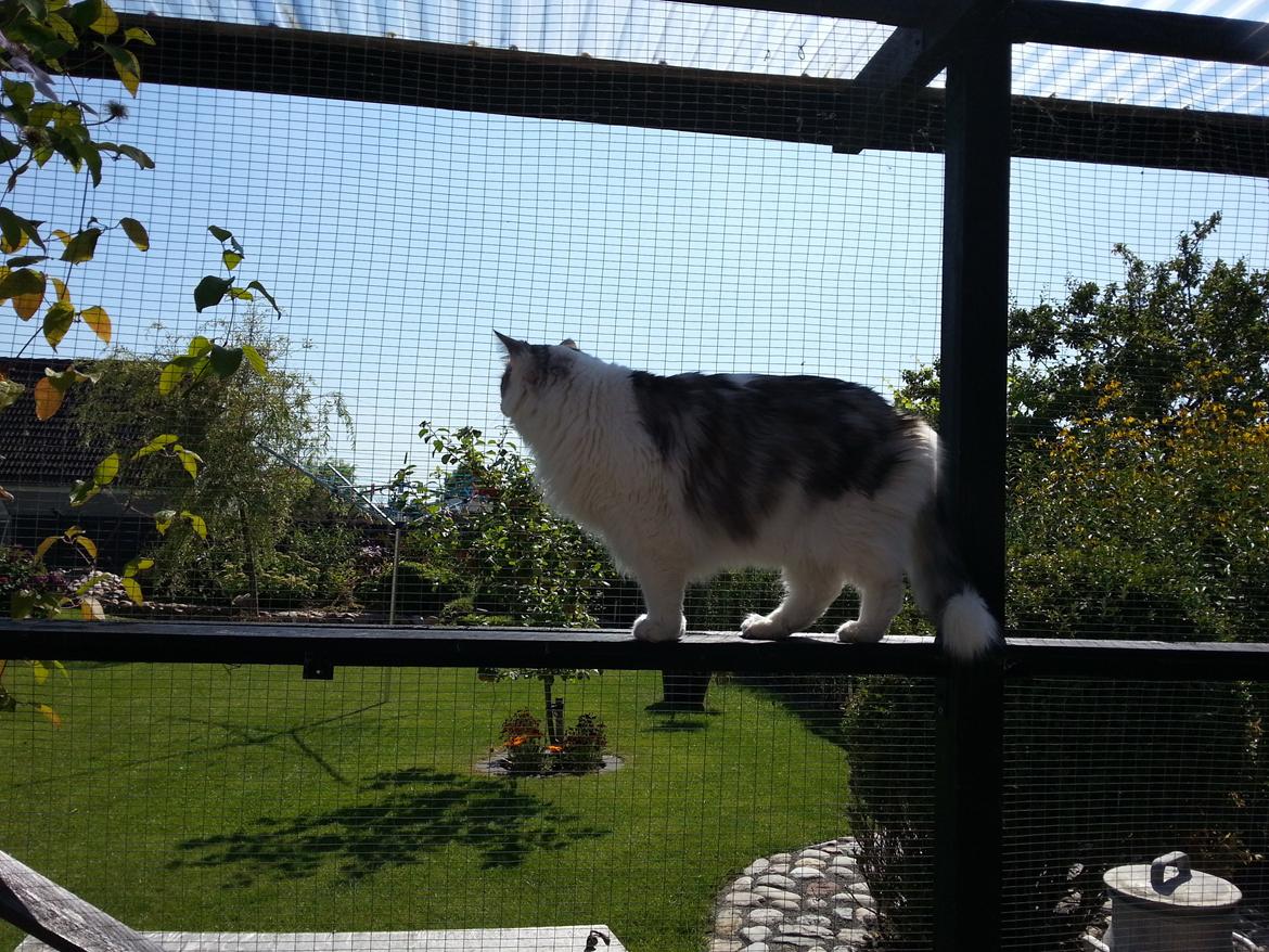 Maine Coon ozzie billede 5