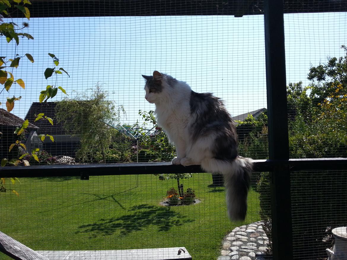 Maine Coon ozzie billede 7