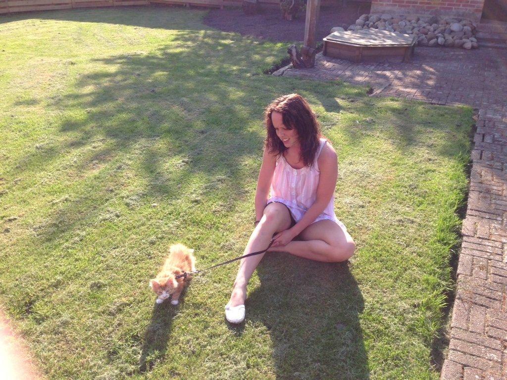 Maine Coon Basse - Så blev det sommer i Danmark, og Basse skal da også med en tur ud i det dejlige vejr.  billede 9