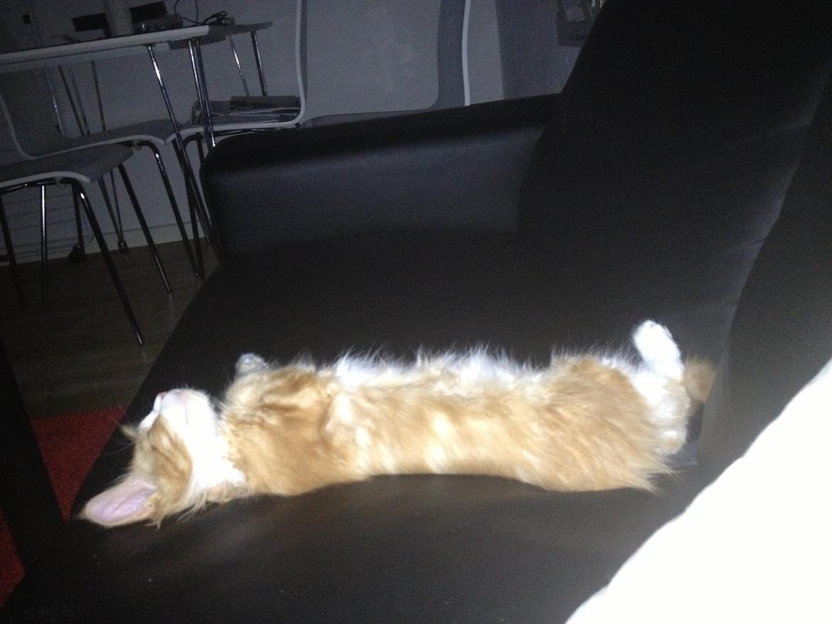 Maine Coon Basse - Basse tager lige en lur på ryggen.  billede 10