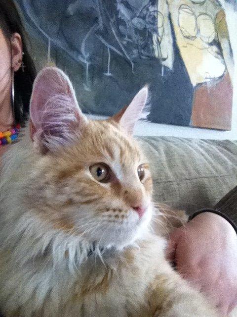 Maine Coon Oskar RIP :'( billede 9