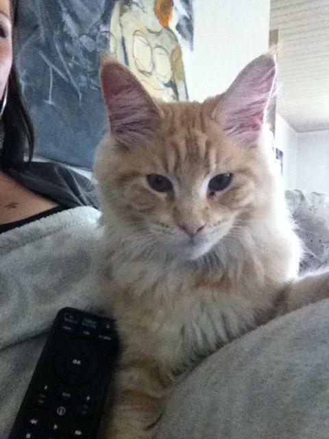 Maine Coon Oskar RIP :'( billede 10