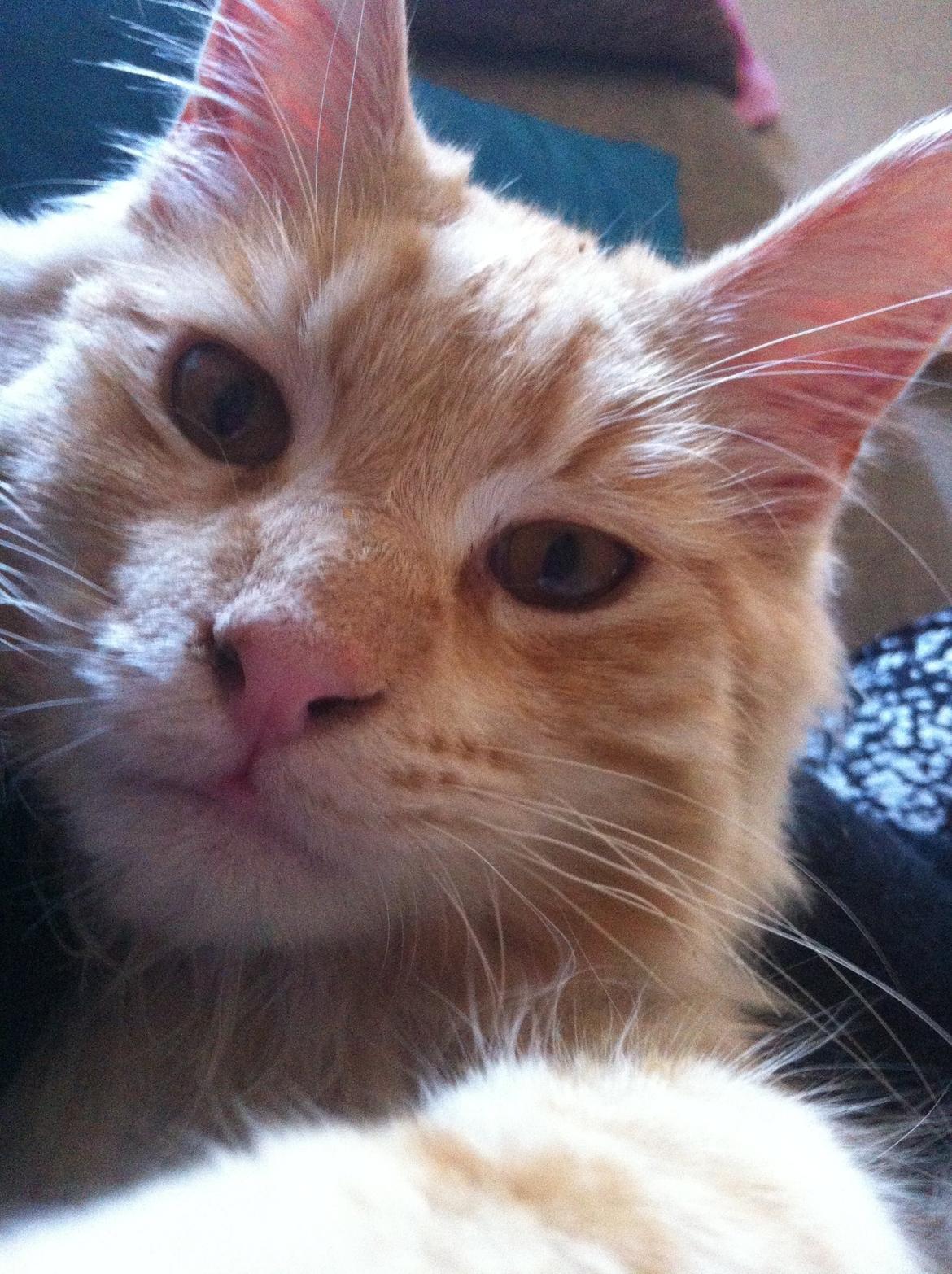 Maine Coon Oskar RIP :'( billede 11