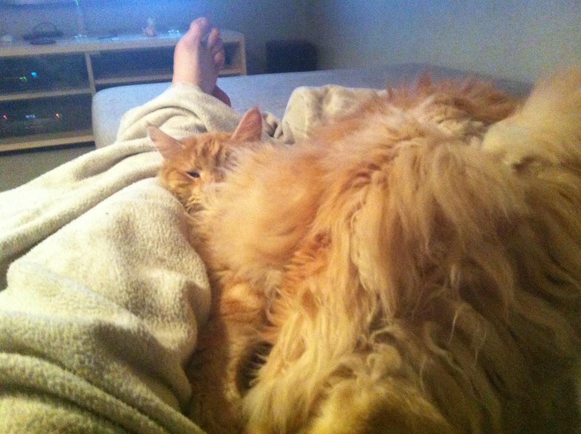 Maine Coon Oskar RIP :'( billede 12