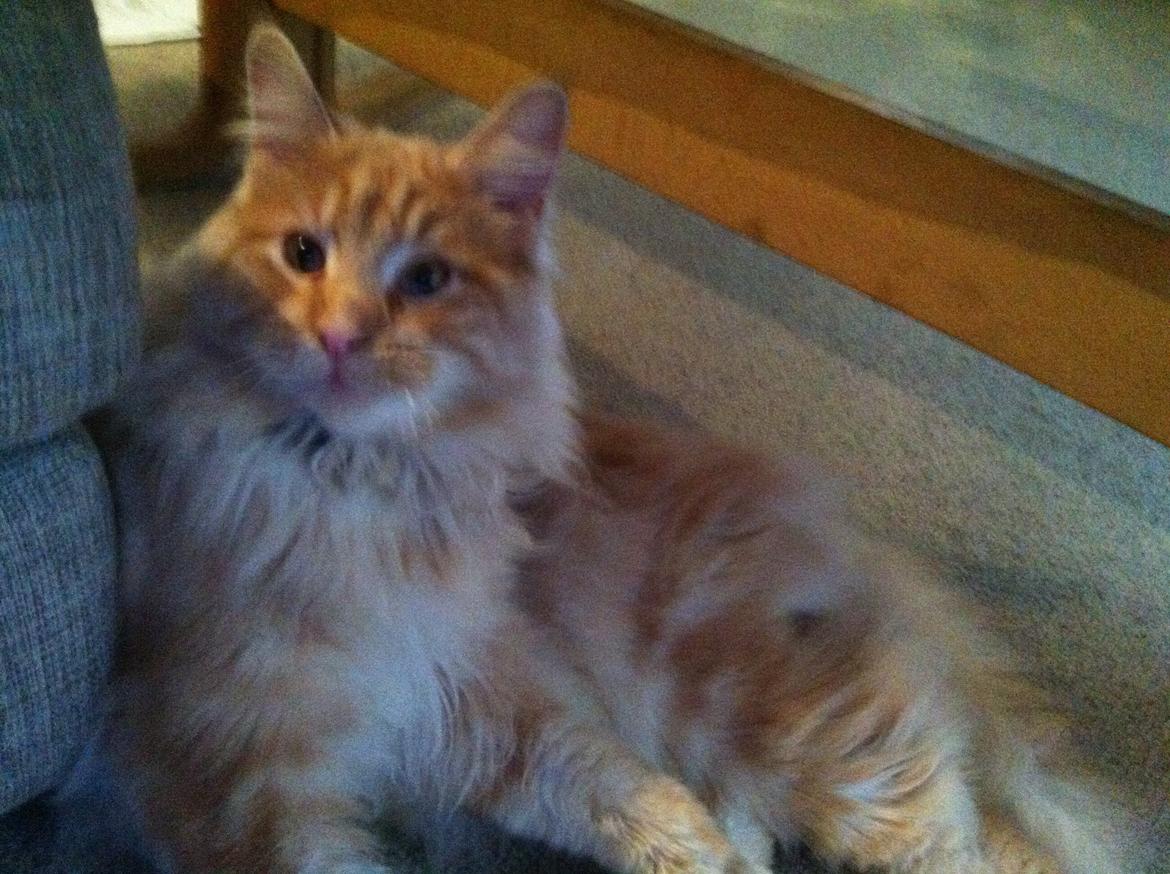 Maine Coon Oskar RIP :'( billede 13