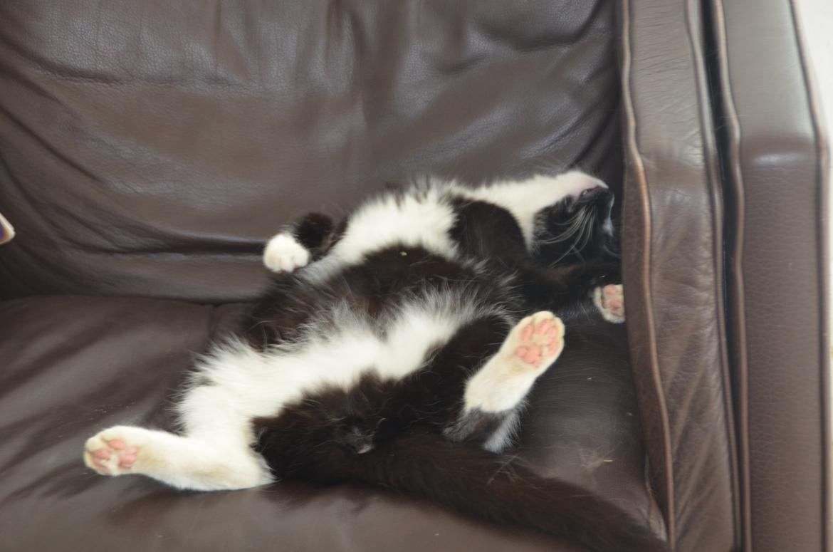 Huskat Viji - Sådan ligger hun nogle gange i sofaen :) billede 12