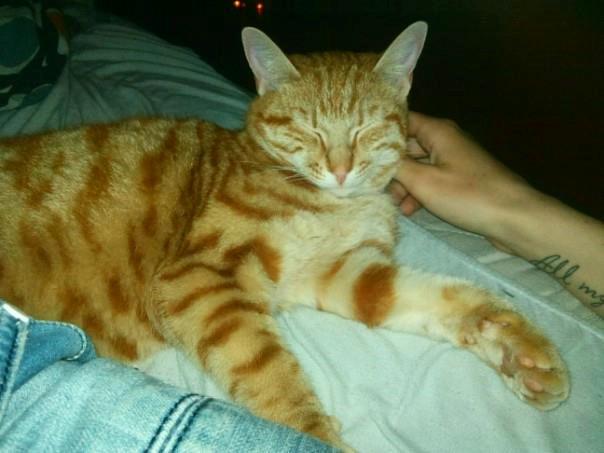 Huskat Teemo - hyggetrold billede 7