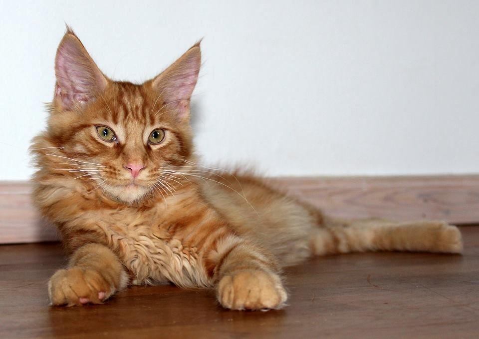 Maine Coon Leopold Firefox - Så fik vi ham hjem og han er faldet rigtig godt til og sikke en lækker lille fyr han er! billede 12