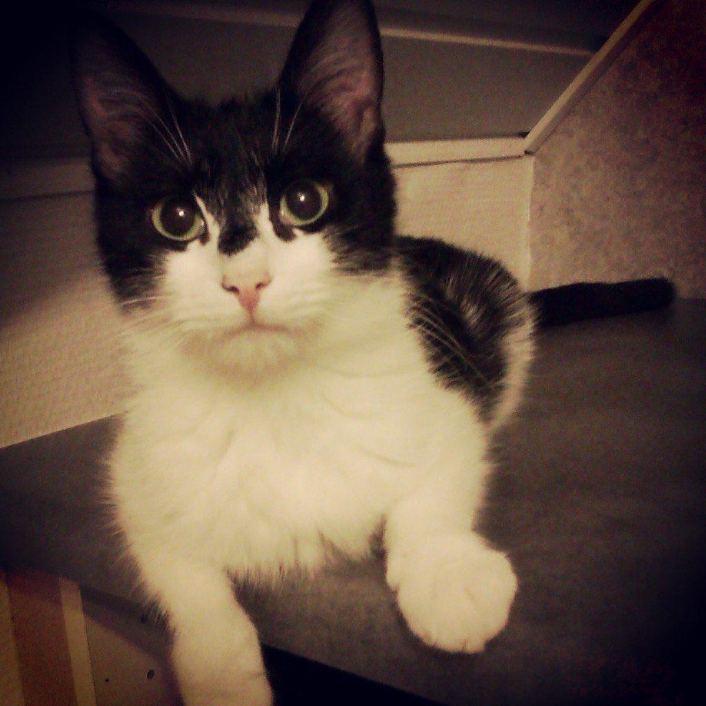 Blanding af racer Miska billede 2