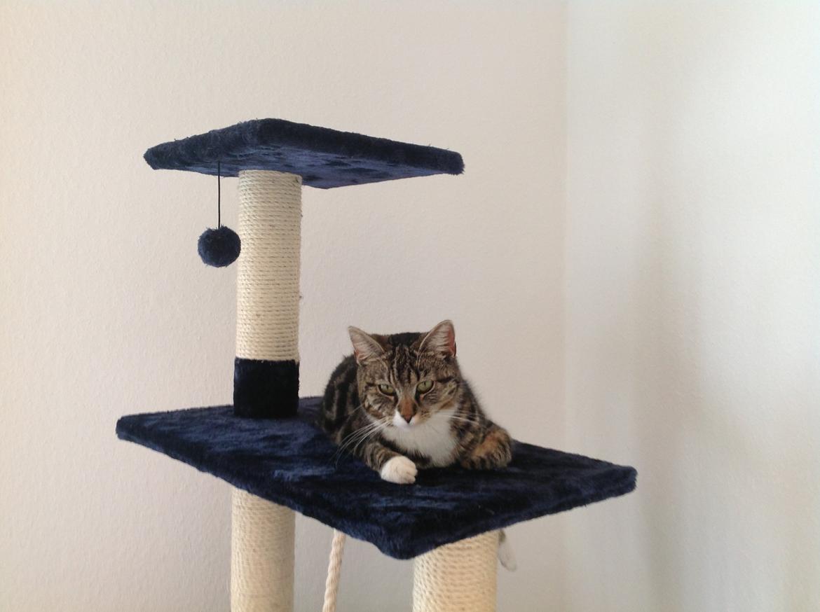 Blanding af racer Isabella billede 1