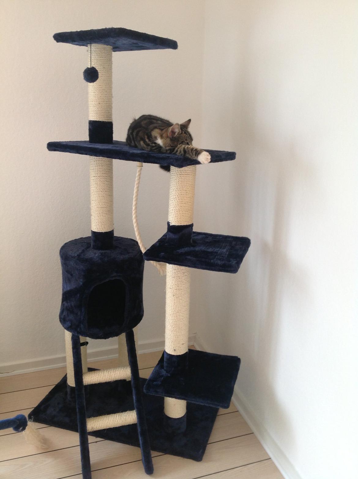 Blanding af racer Isabella billede 2