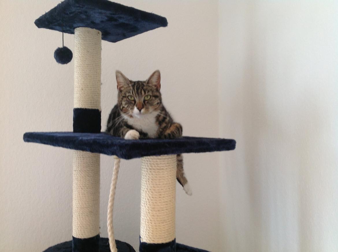 Blanding af racer Isabella billede 3