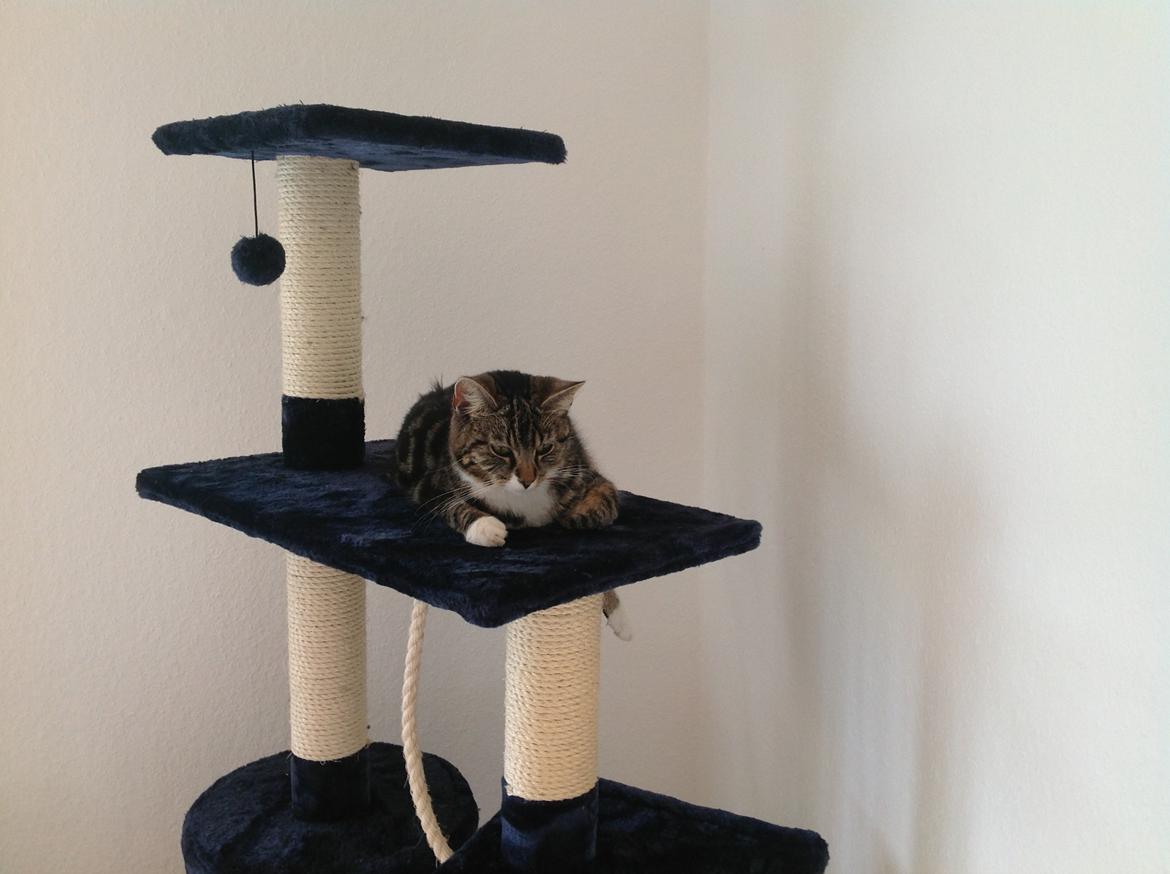 Blanding af racer Isabella billede 4