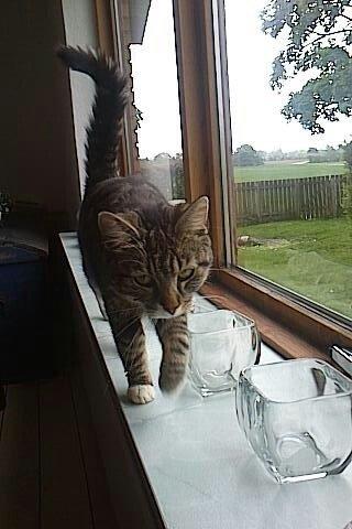 Blanding af racer Isabella billede 5